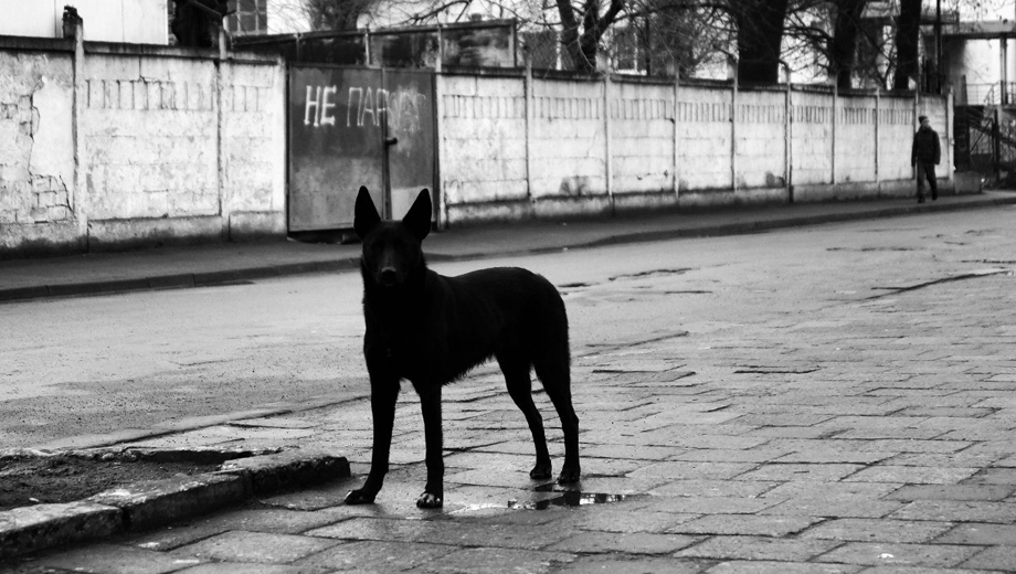 На Чукотке бездомная собака покусала подростка
