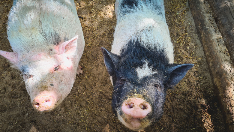 На обочине трассы под Волгоградом нашли туши чумных свиней