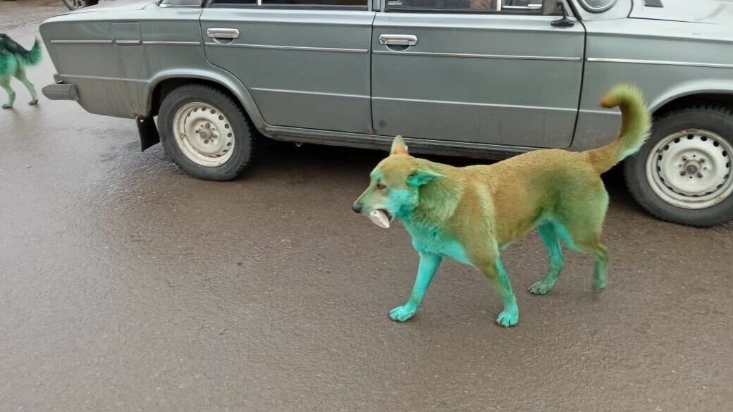 Стаи зеленых собак вновь вернулись на улицы Волгограда