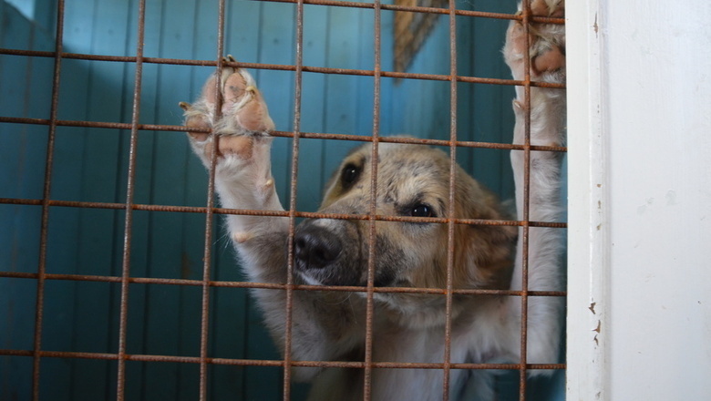 В Волгограде против МБУ «Северное» возбудили дело из-за отлова собак